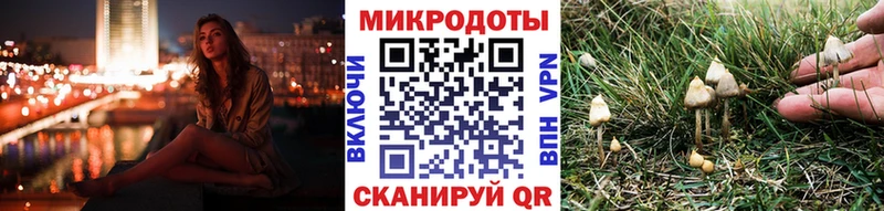 Галлюциногенные грибы Psilocybe  Новотитаровская 