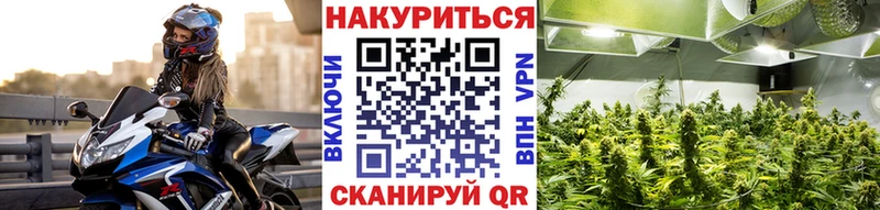 купить наркотики цена  Новотитаровская  Канабис сатива 